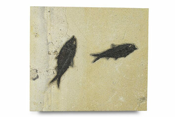 Multiple Fossil Fish (Knightia) Plate - Wyoming #292401